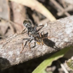 Myrmecia sp., pilosula-group at Cook, ACT - 28 Sep 2020