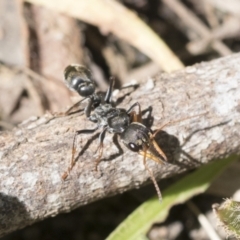 Myrmecia sp., pilosula-group at Cook, ACT - 28 Sep 2020