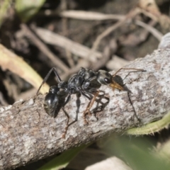 Myrmecia sp., pilosula-group at Cook, ACT - 28 Sep 2020