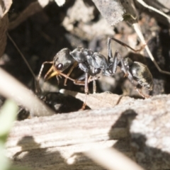 Myrmecia sp., pilosula-group at Cook, ACT - 28 Sep 2020