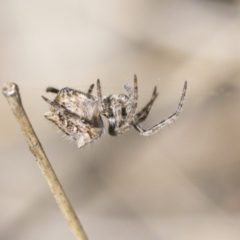 Socca pustulosa (Knobbled Orbweaver) at Cook, ACT - 28 Sep 2020 by AlisonMilton
