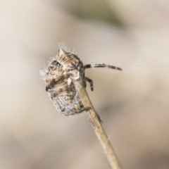 Socca pustulosa at Cook, ACT - 28 Sep 2020 01:32 PM