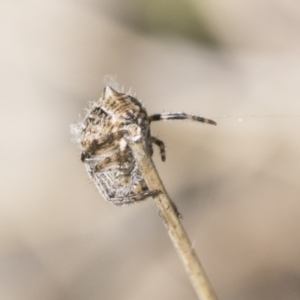 Socca pustulosa at Cook, ACT - 28 Sep 2020 01:32 PM