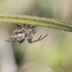 Socca pustulosa at Cook, ACT - 28 Sep 2020