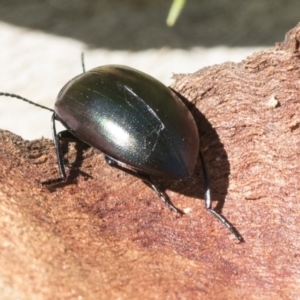 Chalcopteroides spectabilis at Cook, ACT - 28 Sep 2020