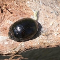 Paropsisterna nigerrima (Leaf beetle, Button beetle) at Mount Painter - 28 Sep 2020 by AlisonMilton