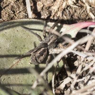 Tasmanicosa sp. (genus) (Unidentified Tasmanicosa wolf spider) at Mount Painter - 28 Sep 2020 by AlisonMilton