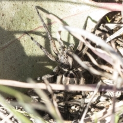 Tasmanicosa sp. (genus) at Cook, ACT - 28 Sep 2020