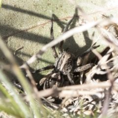 Tasmanicosa sp. (genus) at Cook, ACT - 28 Sep 2020