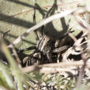 Tasmanicosa sp. (genus) at Cook, ACT - 28 Sep 2020