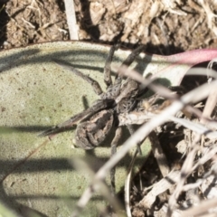 Tasmanicosa sp. (genus) at Cook, ACT - 28 Sep 2020