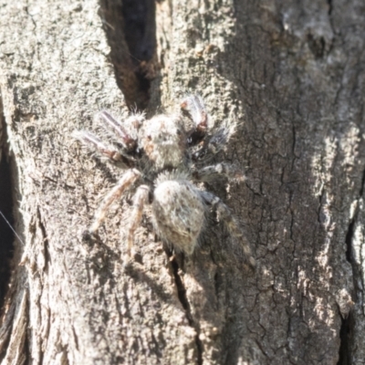 Servaea sp. (genus) (Unidentified Servaea jumping spider) at Mount Painter - 28 Sep 2020 by AlisonMilton