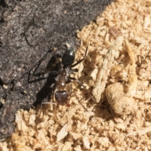 Iridomyrmex sp. (genus) at Belconnen, ACT - 1 Mar 2021