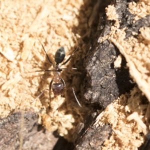 Iridomyrmex sp. (genus) at Belconnen, ACT - 1 Mar 2021