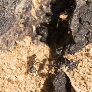 Iridomyrmex sp. (genus) at Belconnen, ACT - 1 Mar 2021