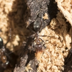 Iridomyrmex sp. (genus) at Belconnen, ACT - 1 Mar 2021 12:29 PM