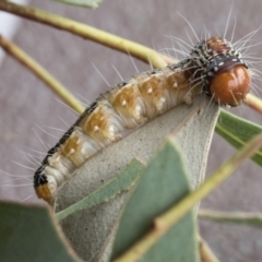 Epipaschiinae immature Unverifiedspecies (subfamily) at Acton, ACT - 16 Mar 2021 by AlisonMilton