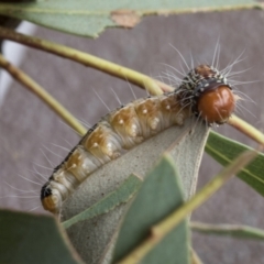 Epipaschiinae immature unidentifiedspecies at Acton, ACT - 16 Mar 2021