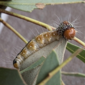 Epipaschiinae immature unidentifiedspecies at Acton, ACT - 16 Mar 2021