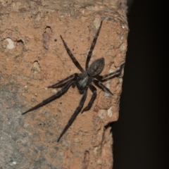 Unidentified Wolf spider (Lycosidae) (TBC) at Higgins, ACT - 18 Mar 2021 by AlisonMilton