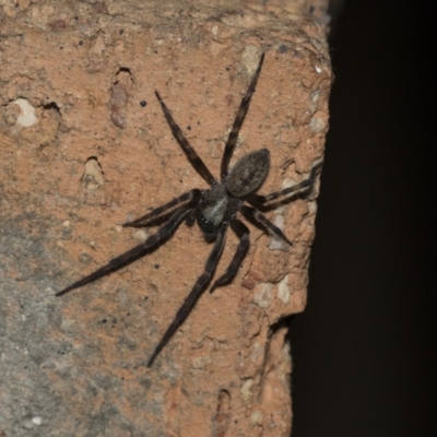 Unidentified Spider (Araneae) at Higgins, ACT - 18 Mar 2021 by AlisonMilton