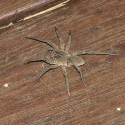 Unidentified Wolf spider (Lycosidae) at Higgins, ACT - 18 Mar 2021 by AlisonMilton