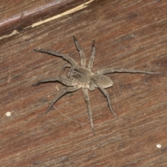 Unidentified Wolf spider (Lycosidae) (TBC) at Higgins, ACT - 18 Mar 2021 by AlisonMilton
