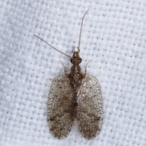 Carobius sp. (genus) at Melba, ACT - 11 Mar 2021