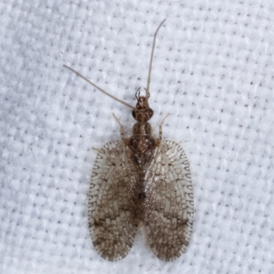 Carobius sp. (genus) (Brown Lacewing) at Melba, ACT - 10 Mar 2021 by kasiaaus