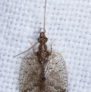 Carobius sp. (genus) at Melba, ACT - 11 Mar 2021