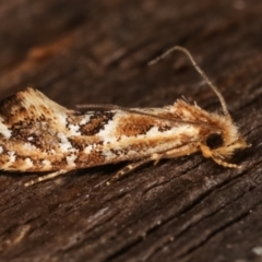 Moerarchis inconcisella (A tineid moth) at Melba, ACT - 11 Mar 2021 by kasiaaus