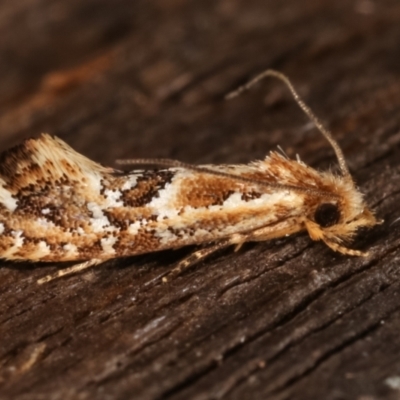 Moerarchis inconcisella (A tineid moth) at Melba, ACT - 10 Mar 2021 by kasiaaus