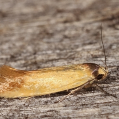 Phauloplana illuta (A concealer moth) at Melba, ACT - 10 Mar 2021 by kasiaaus