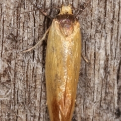 Phauloplana illuta at Melba, ACT - 11 Mar 2021 12:19 AM