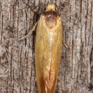 Phauloplana illuta at Melba, ACT - 11 Mar 2021 12:19 AM