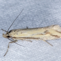 Corynotricha antipodella (a Concealer Moth) at Melba, ACT - 10 Mar 2021 by kasiaaus