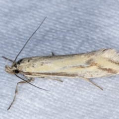 Corynotricha antipodella (a Concealer Moth) at Melba, ACT - 11 Mar 2021 by kasiaaus