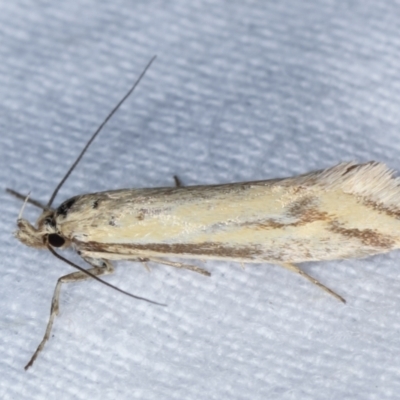 Corynotricha antipodella (a Concealer Moth) at Melba, ACT - 11 Mar 2021 by kasiaaus