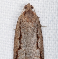 Meritastis undescribed species (A Tortricid moth) at Melba, ACT - 10 Mar 2021 by kasiaaus