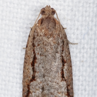 Meritastis undescribed species (A Tortricid moth) at Melba, ACT - 10 Mar 2021 by kasiaaus
