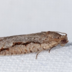 Meritastis undescribed species at Melba, ACT - 11 Mar 2021