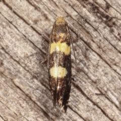 Glyphipterix chrysoplanetis (A Sedge Moth) at Melba, ACT - 10 Mar 2021 by kasiaaus