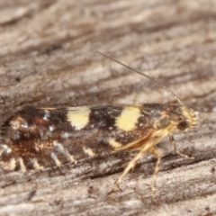 Glyphipterix chrysoplanetis at Melba, ACT - 11 Mar 2021