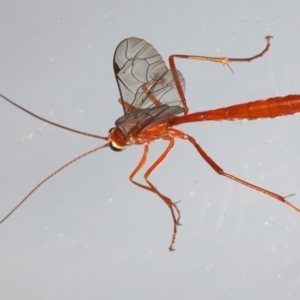 Netelia sp. (genus) at Ainslie, ACT - 20 Mar 2021