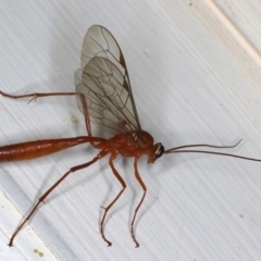 Netelia sp. (genus) at Ainslie, ACT - 20 Mar 2021