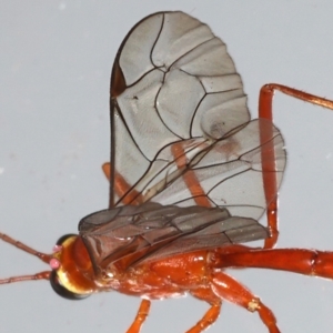 Netelia sp. (genus) at Ainslie, ACT - 20 Mar 2021