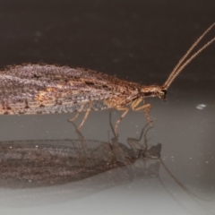 Oedosmylus tasmaniensis (Lacewing) at Melba, ACT - 10 Mar 2021 by kasiaaus