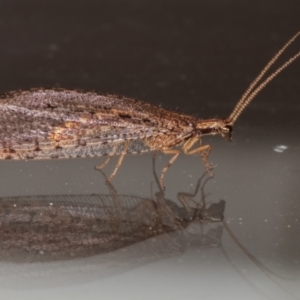 Oedosmylus tasmaniensis at Melba, ACT - 11 Mar 2021