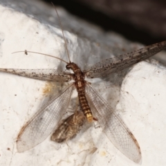 Oedosmylus tasmaniensis at Melba, ACT - 11 Mar 2021 12:32 AM