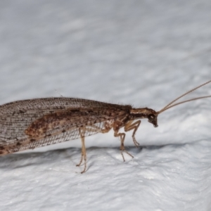 Oedosmylus tasmaniensis at Melba, ACT - 11 Mar 2021